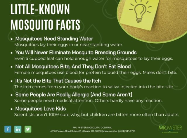 little-known-mosquito-facts-everyone-should-know-mr-mister