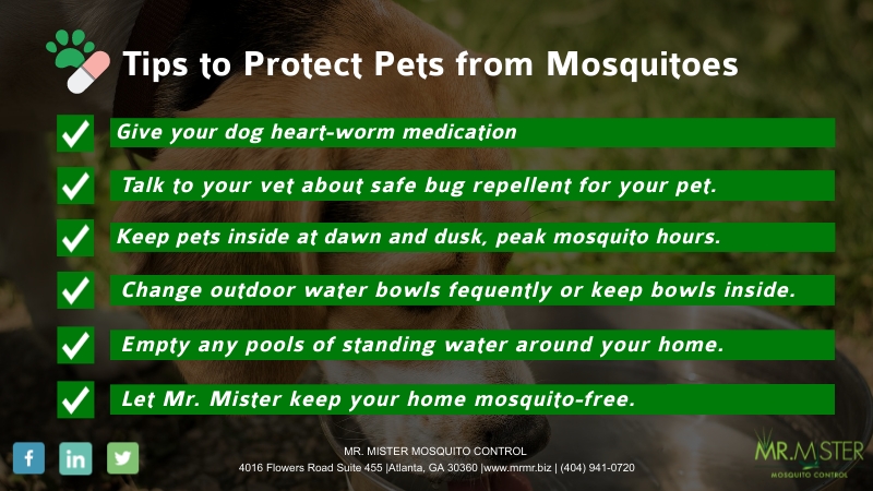 how-to-keep-mosquitoes-away-from-your-chickens-keeping-mosquitos