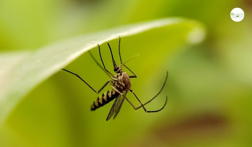 Mosquito Misting System Guide