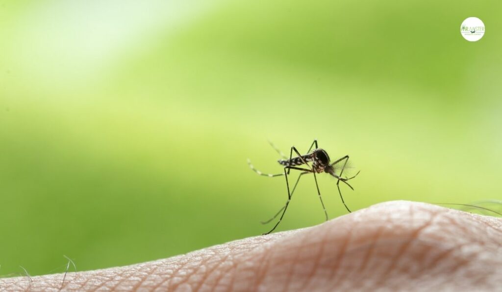 Eco Friendly Mosquito Control