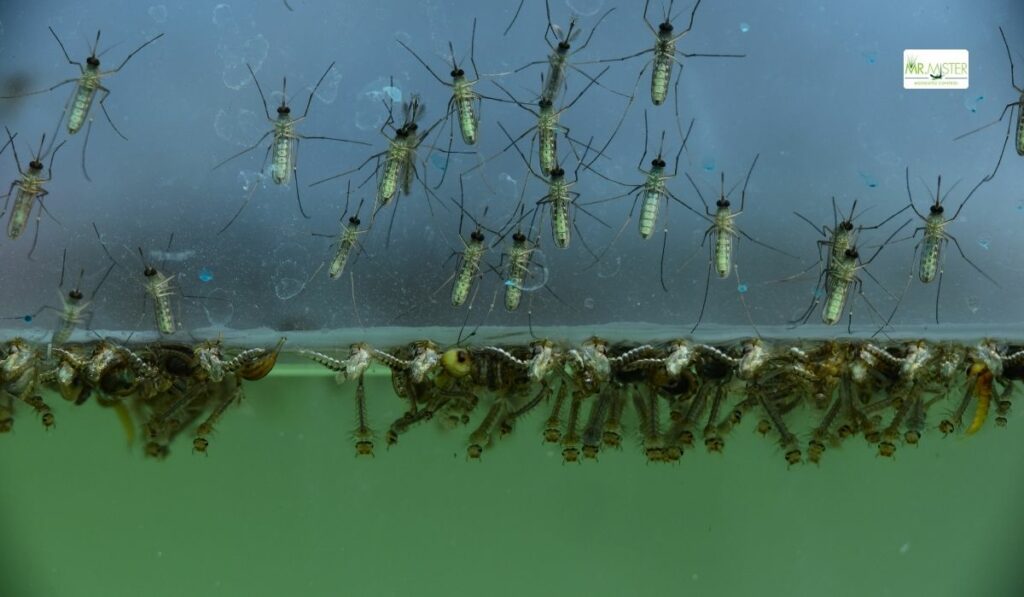 Retention pond mosquito control