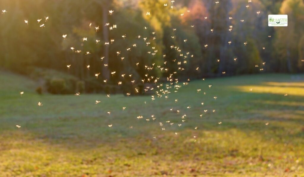 lawn care mosquito control 