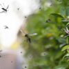 Bee-Friendly Ways to Keep Your Yard Mosquito-Free